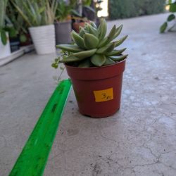 Echeveria Succulent 3