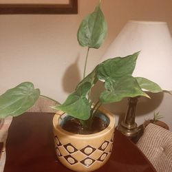 Natural plant with 2 plastic and ceramic pots $12