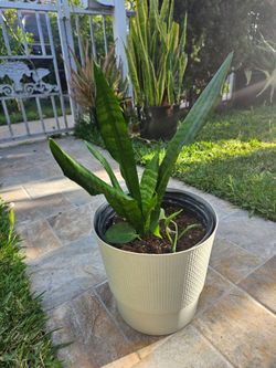 Snake plant 🪴 + has additional pathos plant ,Planta