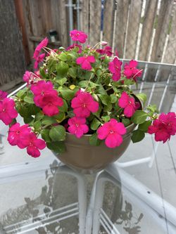 Medium Size Flowers
