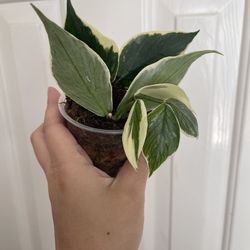 Hoya Albo Polyneura plant