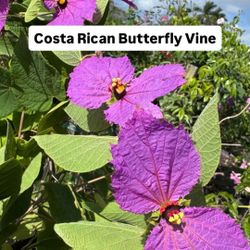 🦋 Plant: Costa Rican Butterfly Vine