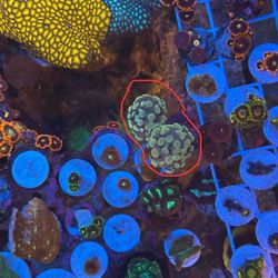 2 head hammer reef aquarium decoration