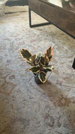 Varigated rubber tree