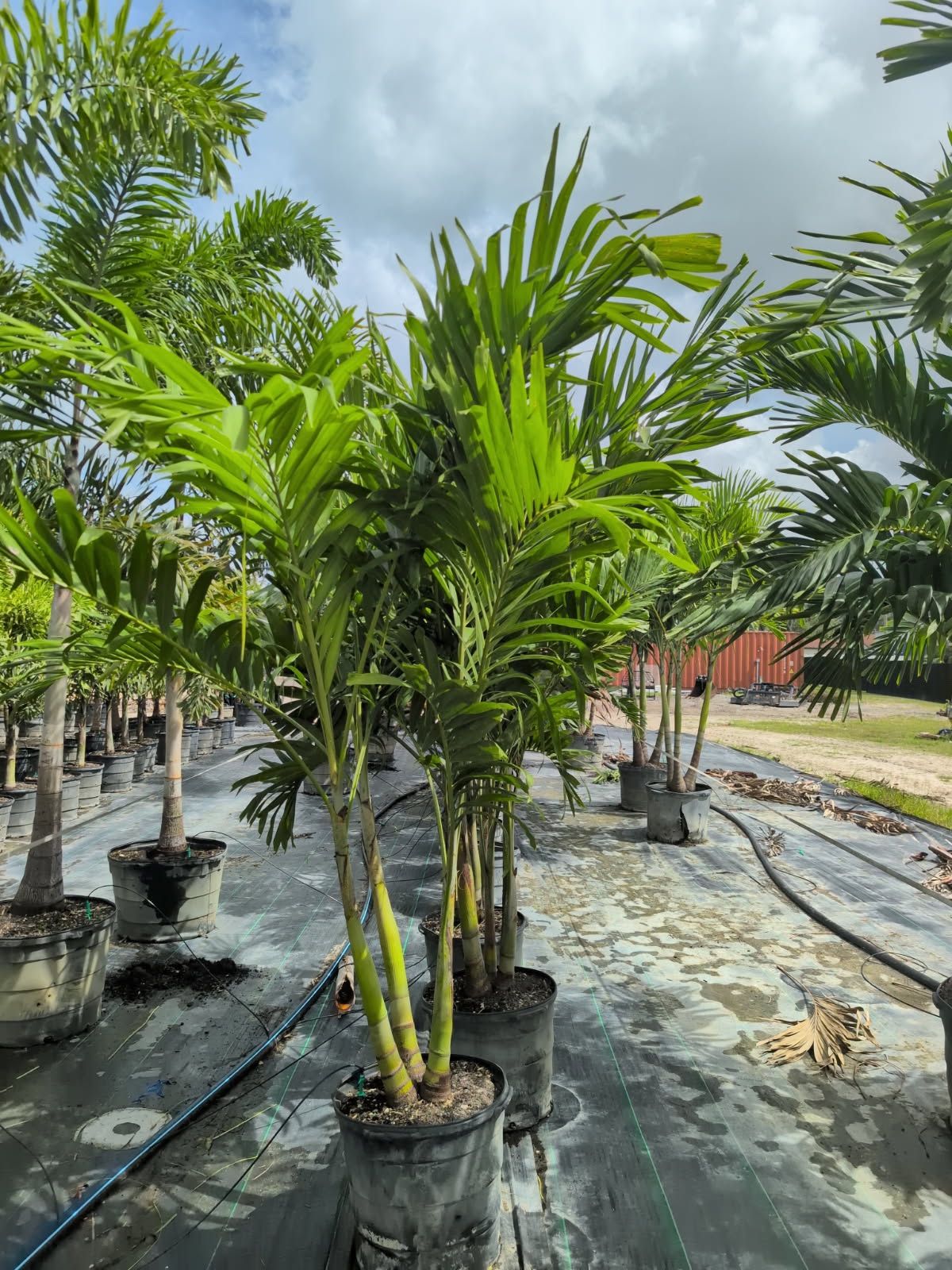 Palm Tree Sale 