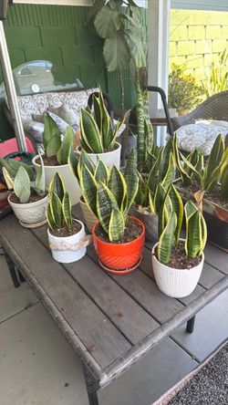 Miniature Snake plants