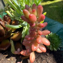 Succulent Starts 🪴