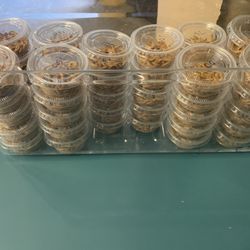 Mealworms 