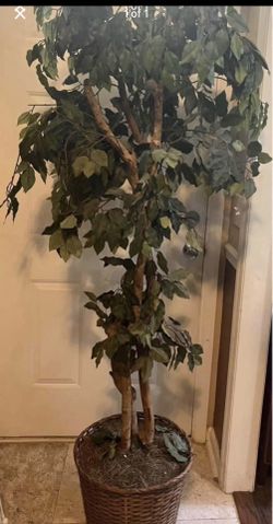 Tall Artificial Ficus Tree Over 6ft Great For Home Or Office