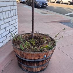 Peach Tree surrounded by fresh herbs and edible flowers in huge wine barrel pots