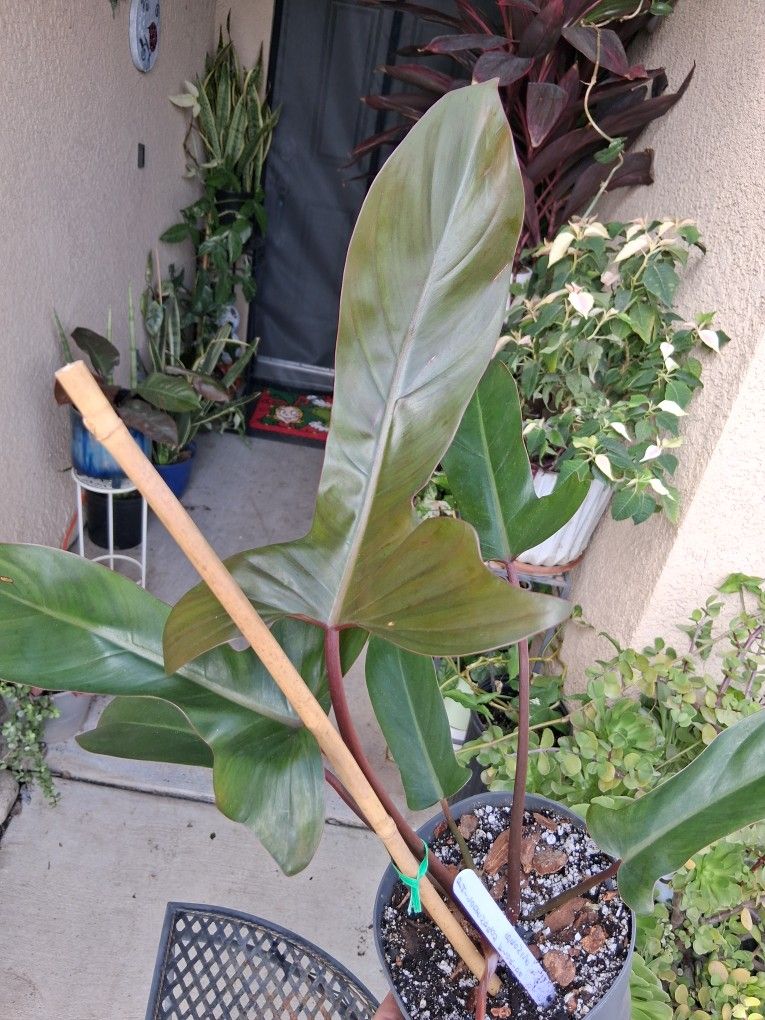 Philodendron Florida BRONZE Plant $45