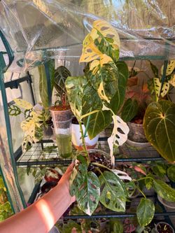 Monstera Adansonii Albo Plant - 5inch