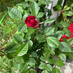 Small Red Rose Plant Planta