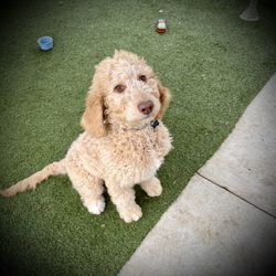 Golden Doodle