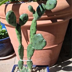 Prickly Pear  REDUCED!