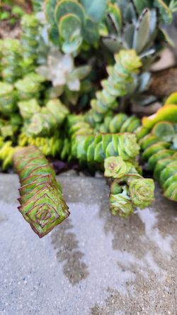 Crassula perforata (String of Buttons) Succulent Cutting