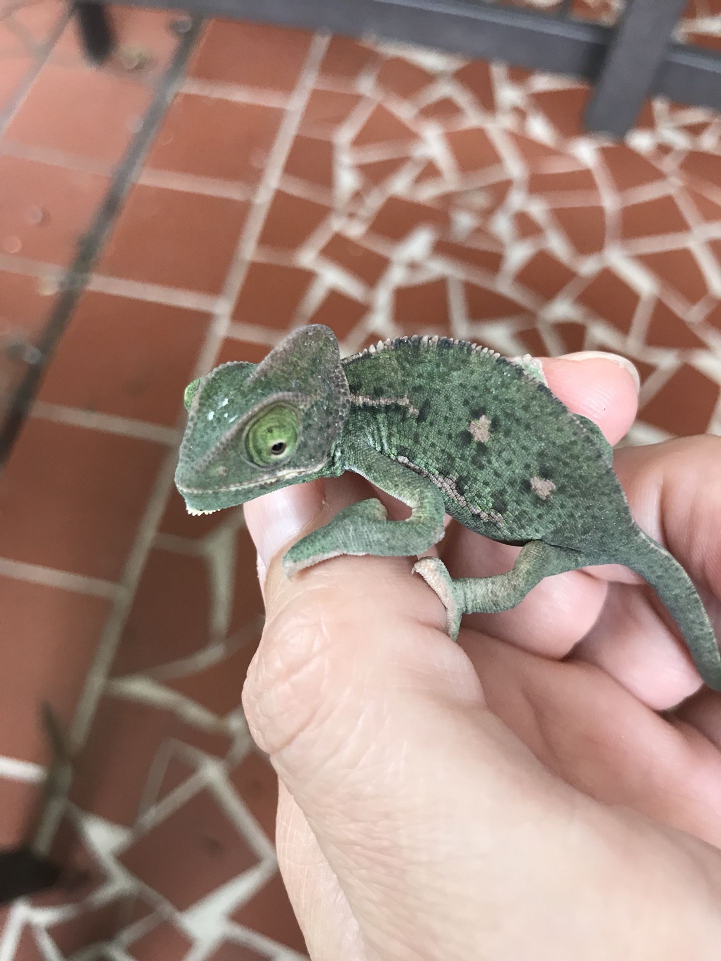 6 baby veiled chameleons
