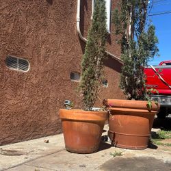 Pine — both for 60