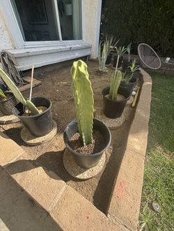 BEST OFFER: San Pedro Cactus