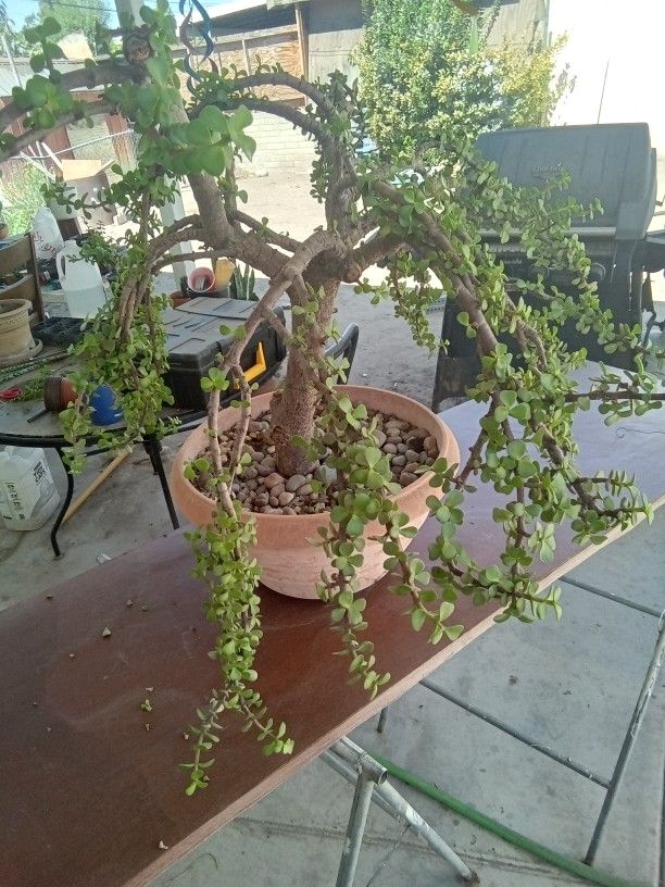 Bonsai Elaphant Bush 