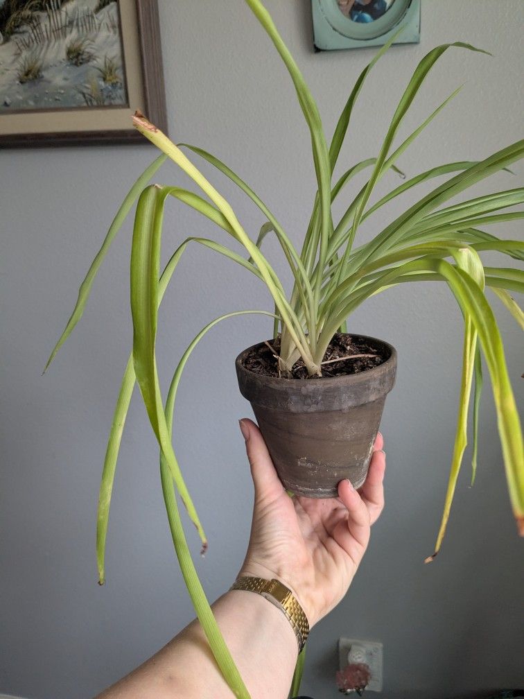 Spider Plant