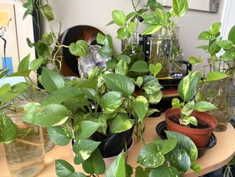 Pothos Cuttings - several varieties