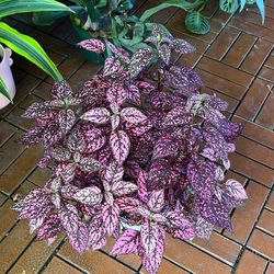 Pink Polka Dot Plant Hypoestes 