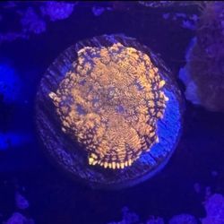 Mushroom Display Decor