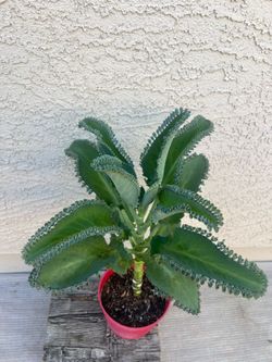 Kalanchoe Succulent Plant