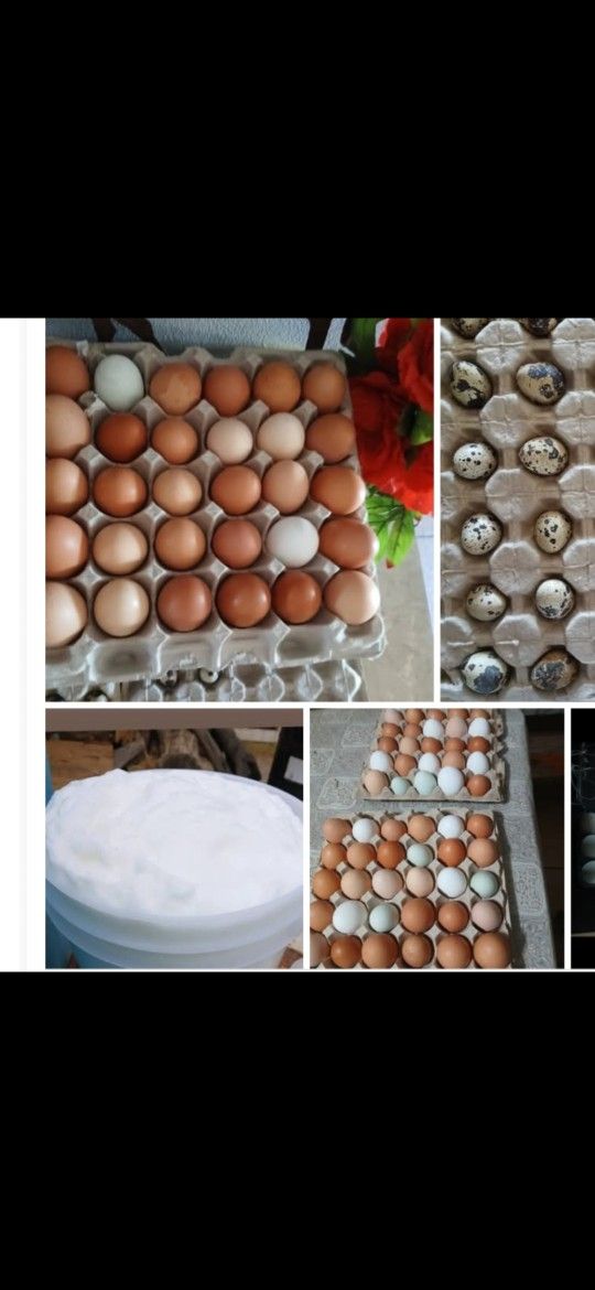  Frescos Del Rancho FARM FRESH Blanquillo Y Leche De Chiva