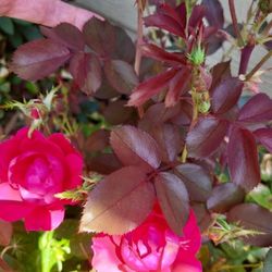 Exquisite Rose's & All PLANTS 4 U