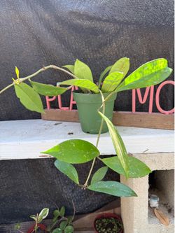 Hoya pubicalyx 'Splash