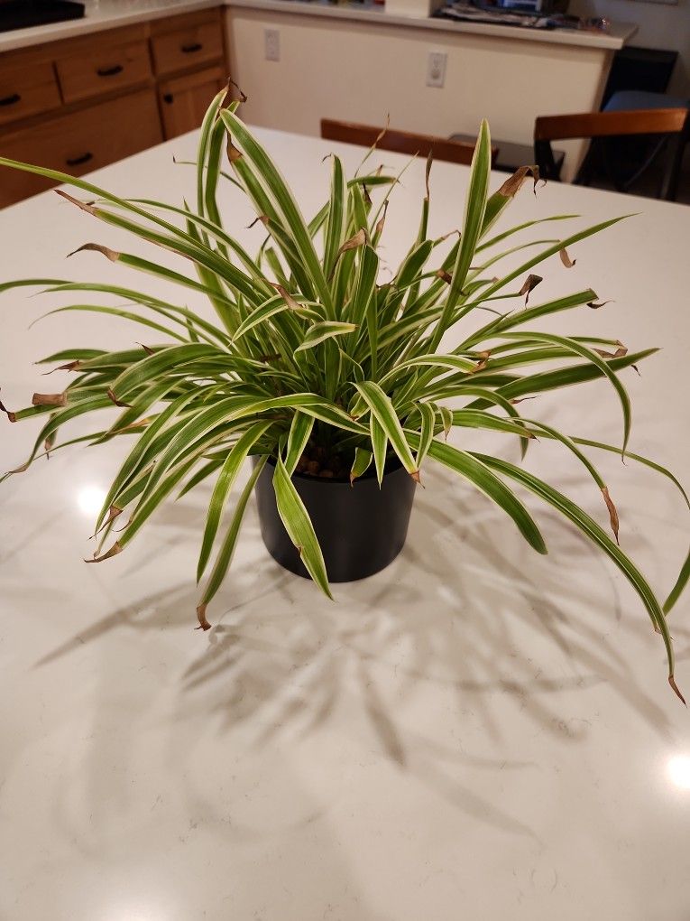 Spider plant House Plant