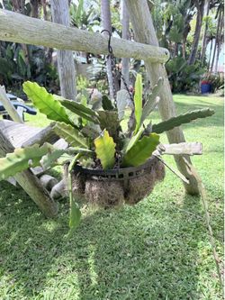 Epiphylium Orchid