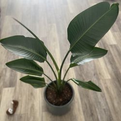 Housplant White Bird Of Paradise Plant In Modern Pot