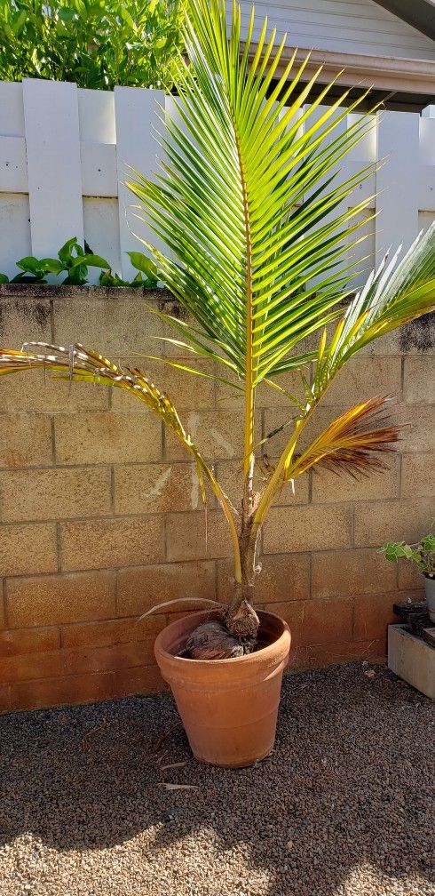 Dwarf Coconut Tree