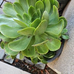 5 Gallon Pot Succulent.  Moving Sale 