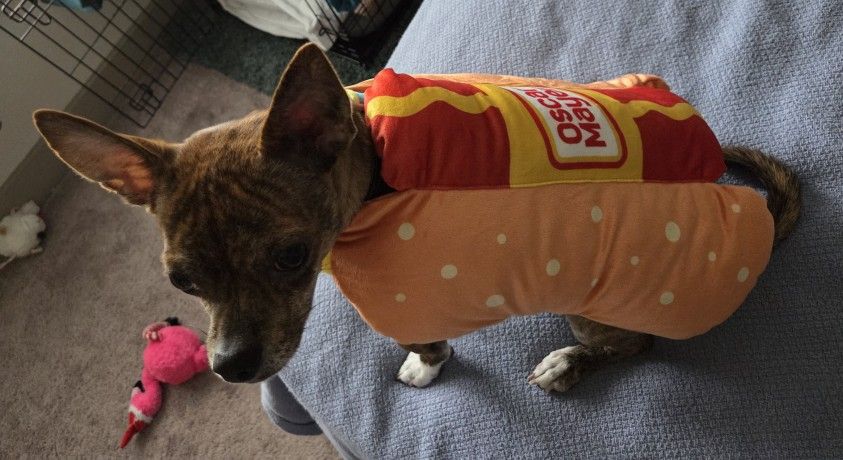 Oscar Mayer Wiener Dog Costume