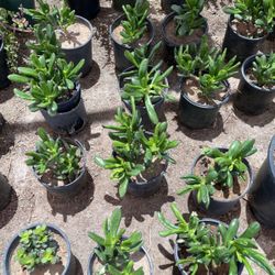 Plants