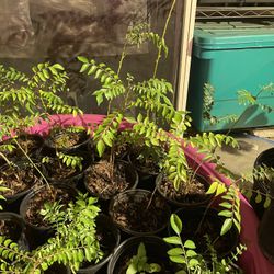 Curry leaf plants Aka Kadi patta