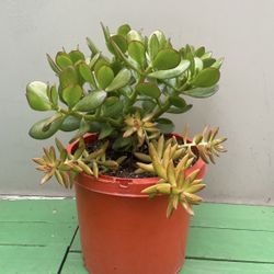 Jade Crassula Ovata Succulent