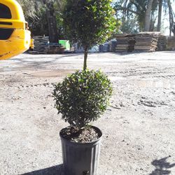 Topiarys For Sale 🍃