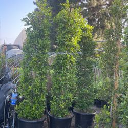 Ficus Nitidad 