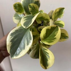 Peperomia Read Description ⬇️