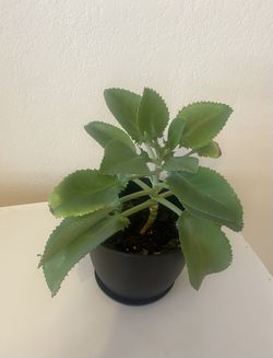 Succulent Mother Of Thousands