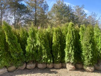 Privacy Tree Sale FREE DELIVERY! Emerald Green & Green Giants 