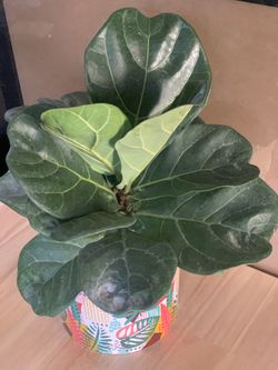 Fiddle Leaf Fig Plant Live Plant Houseplants Houseplant in Decorative Ceramic Pot