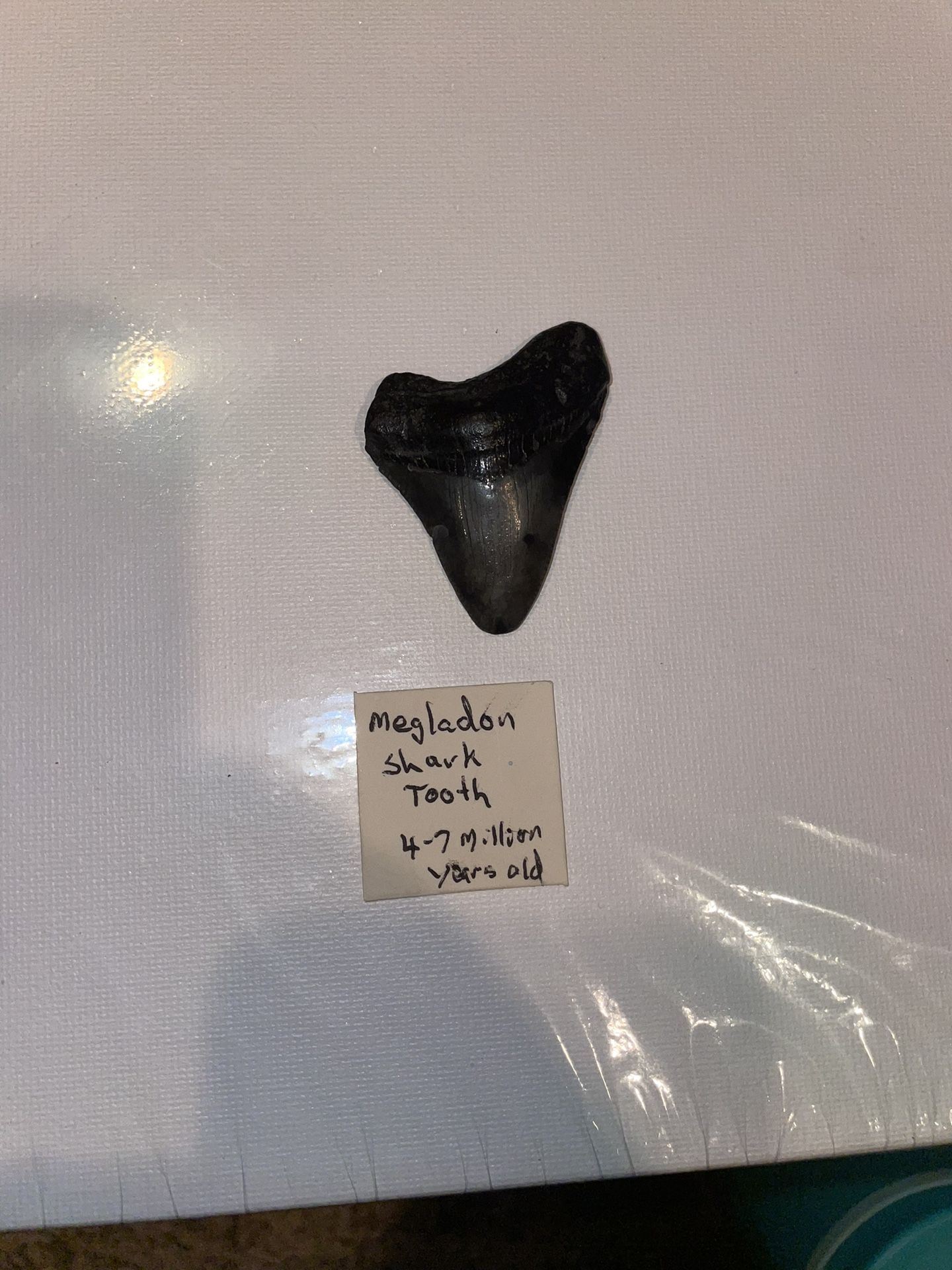 Megalodon Shark Tooth