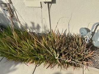 Free Aloe Plants