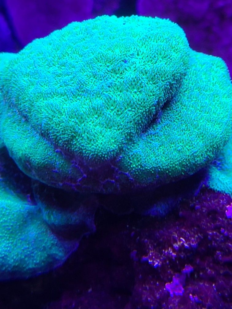 Psammocora Coral